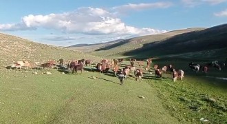 Kurban satışlarında sosyal medya tuzağı