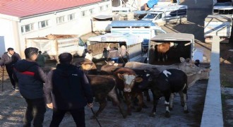Kurbanlıklar sadece seyirlik
