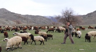 Sürüsünü dronle yönetiyor