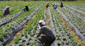 Tarım - ÜFE yıllık yüzde 36,09 arttı