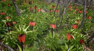 Ters Laleleri koparana 700 bin TL ceza