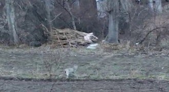 Tortum Alapınar'da vaşak görüntülendi